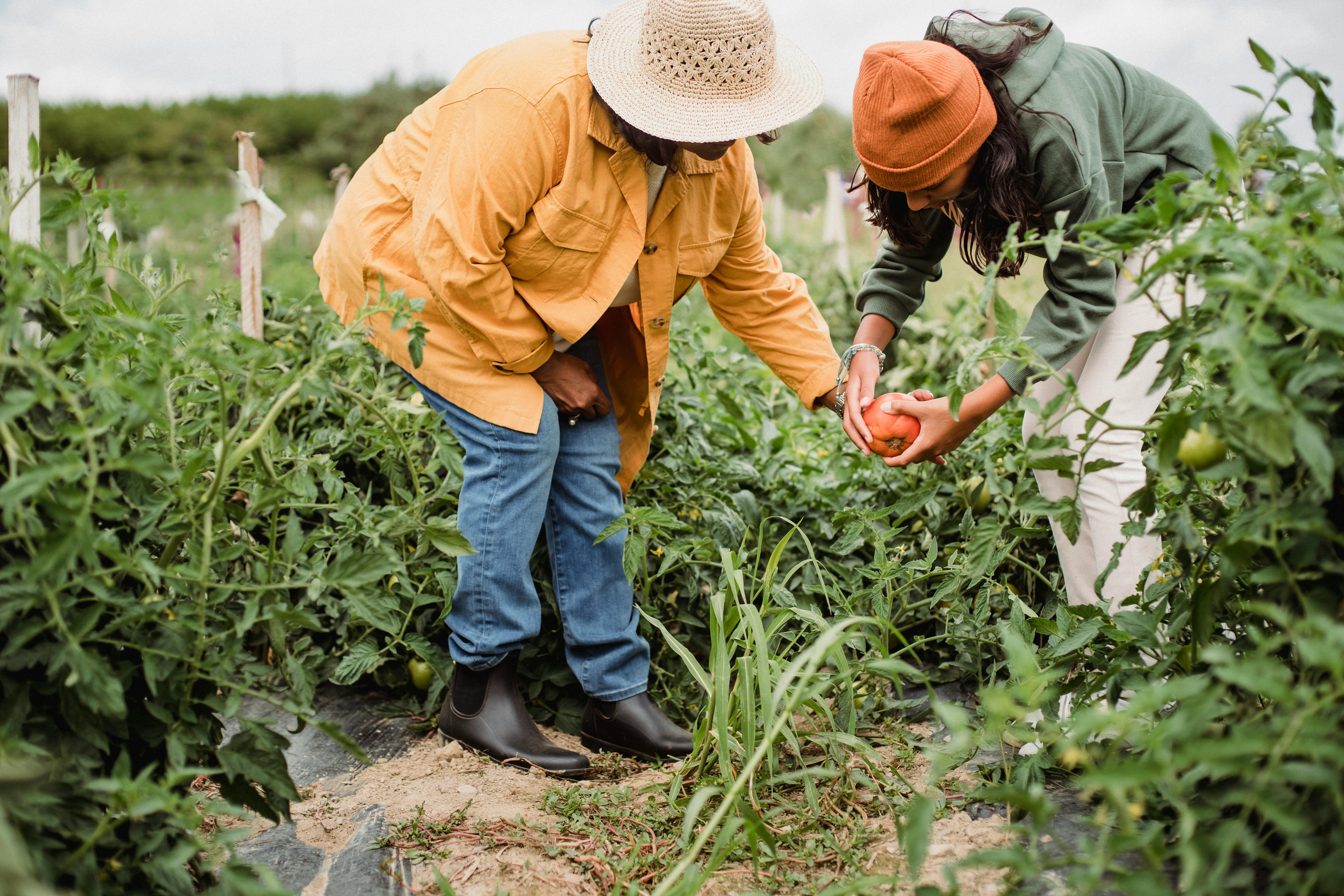 Gardeners harvesting tomatoes