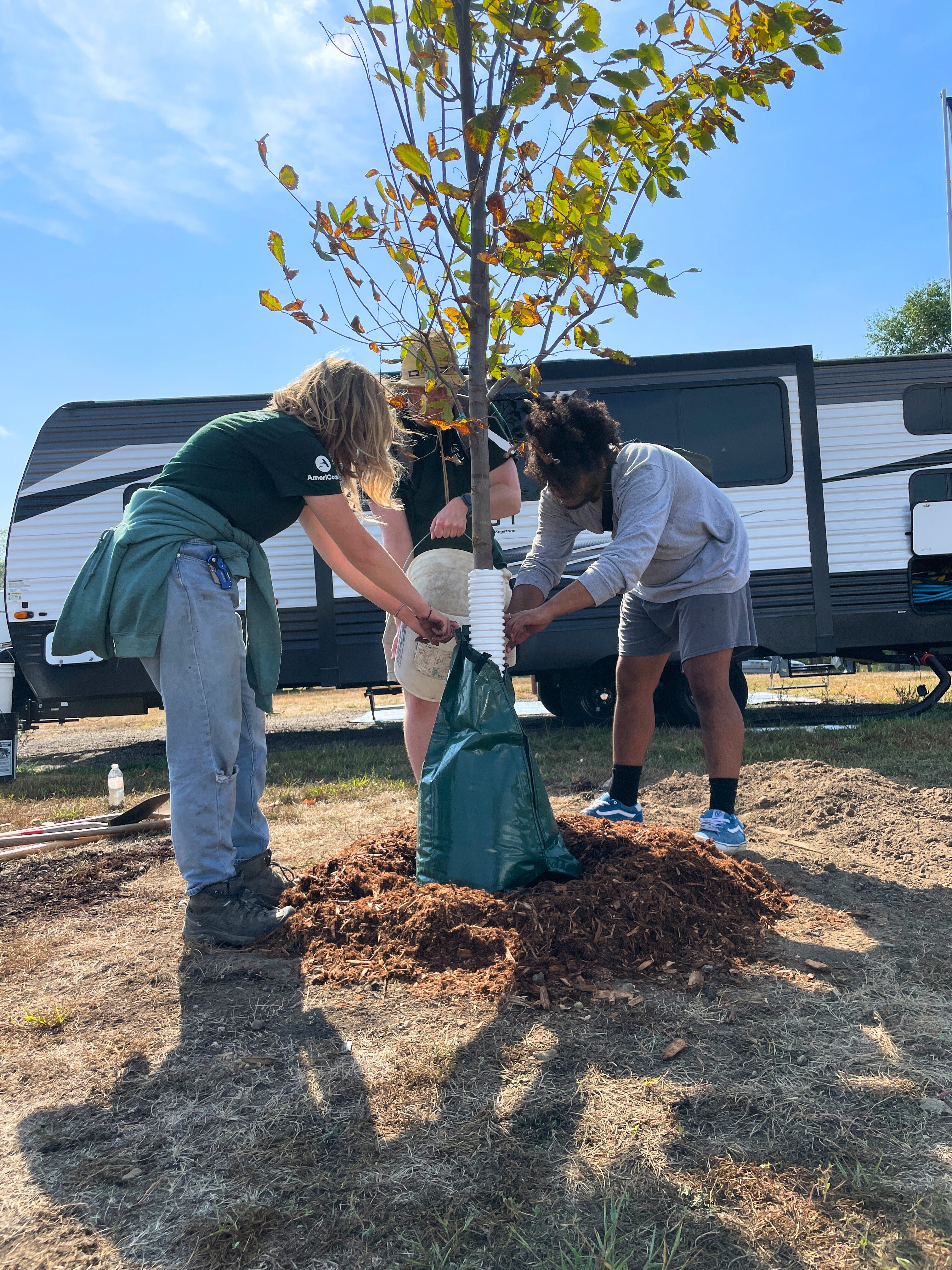 Three people planting a tree